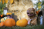 Dogue Bordeaux in autumn