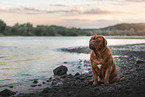Dogue de Bordeaux