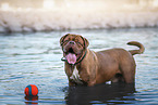 Dogue de Bordeaux