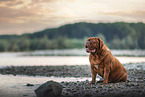 Dogue de Bordeaux