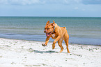 Dogue Bordeaux