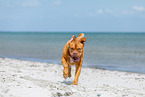 Dogue Bordeaux