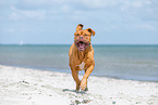 Dogue Bordeaux