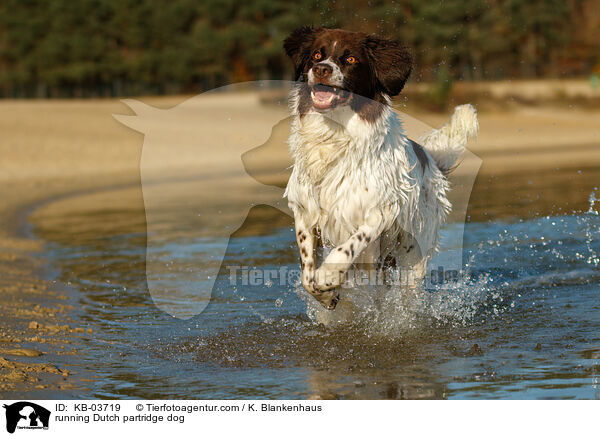 running Dutch partridge dog / KB-03719