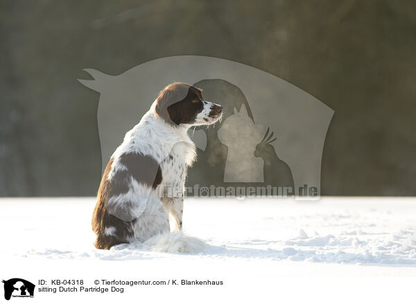 sitting Dutch Partridge Dog / KB-04318