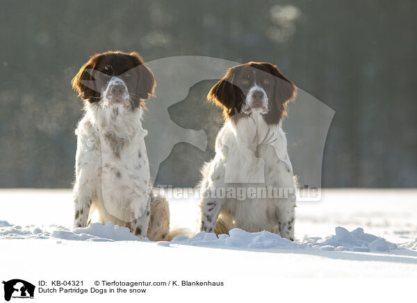 Drentsche Patrijshunde im Schnee / Dutch Partridge Dogs in the snow / KB-04321