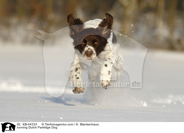 running Dutch Partridge Dog / KB-04333