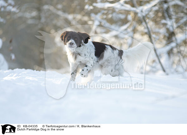 Dutch Partridge Dog in the snow / KB-04335