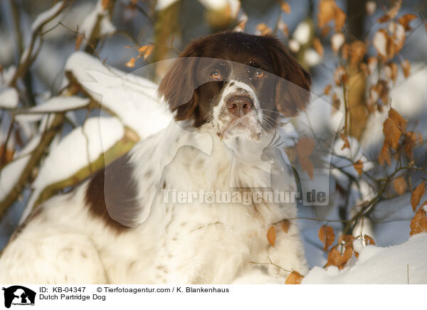 Dutch Partridge Dog / KB-04347