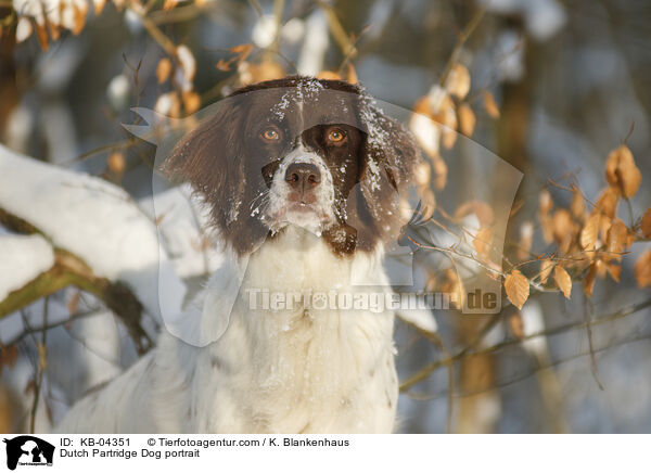 Dutch Partridge Dog portrait / KB-04351