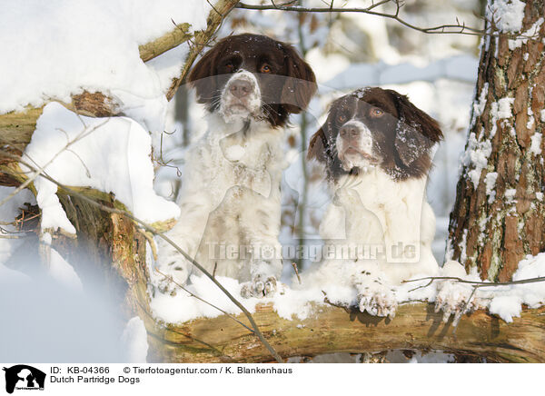 Dutch Partridge Dogs / KB-04366
