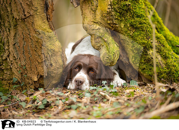lying Dutch Partridge Dog / KB-04923