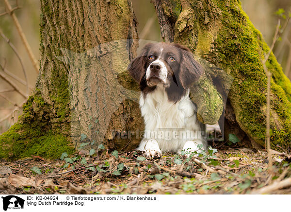 lying Dutch Partridge Dog / KB-04924