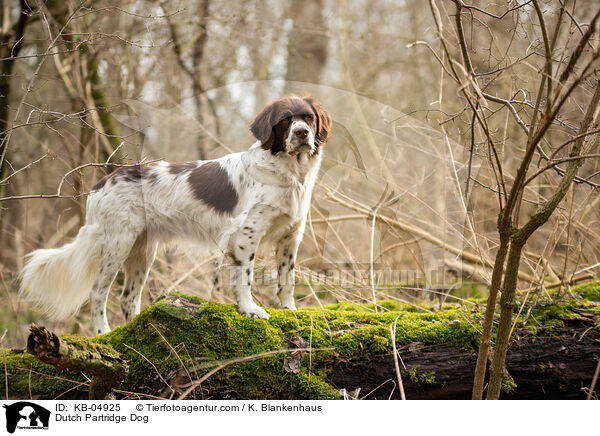 Dutch Partridge Dog / KB-04925