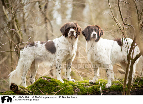 2 Dutch Partridge Dogs / KB-04926