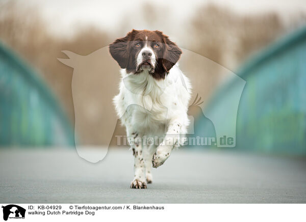 walking Dutch Partridge Dog / KB-04929
