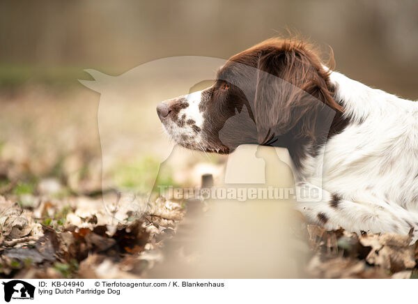 liegender Drentsche Patrijshund / lying Dutch Partridge Dog / KB-04940