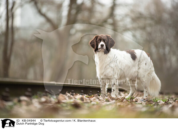 Dutch Partridge Dog / KB-04944