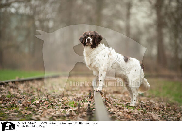 Dutch Partridge Dog / KB-04946