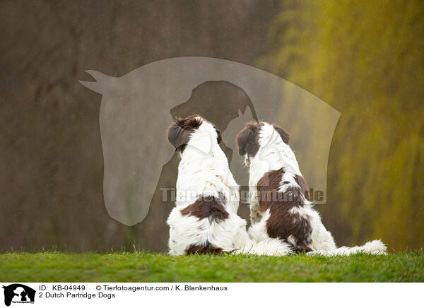 2 Drentsche Patrijshunde / 2 Dutch Partridge Dogs / KB-04949