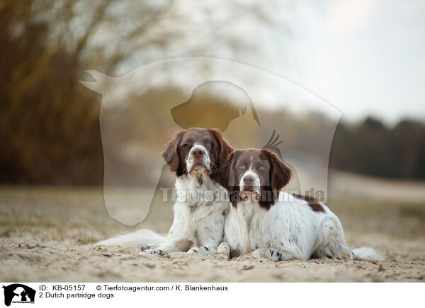 2 Dutch partridge dogs / KB-05157