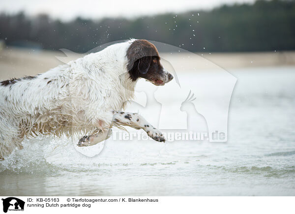 rennender Drentsche Patrijshund / running Dutch partridge dog / KB-05163
