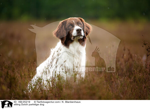 sitting Dutch partridge dog / KB-05219