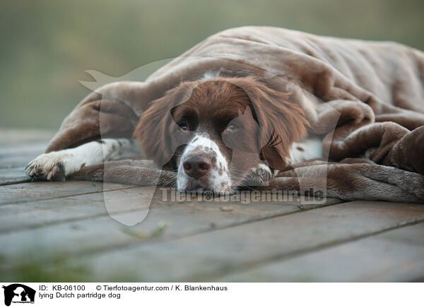 liegender Drentsche Patrijshund / lying Dutch partridge dog / KB-06100
