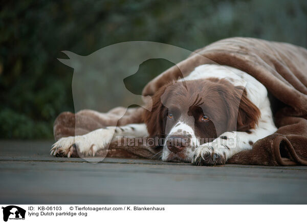 liegender Drentsche Patrijshund / lying Dutch partridge dog / KB-06103