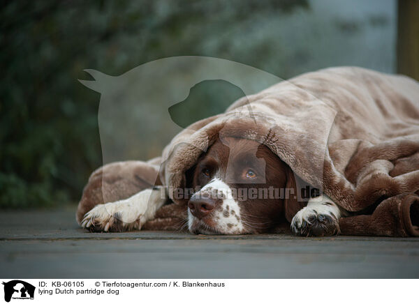 liegender Drentsche Patrijshund / lying Dutch partridge dog / KB-06105