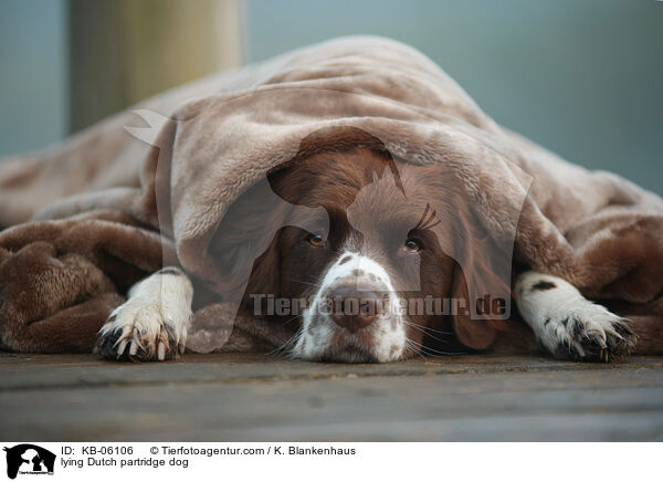liegender Drentsche Patrijshund / lying Dutch partridge dog / KB-06106
