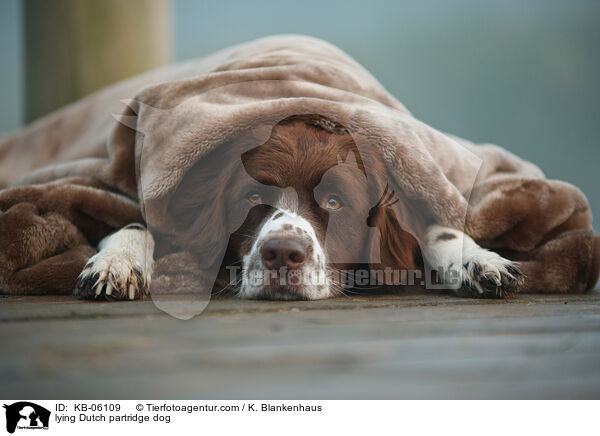 liegender Drentsche Patrijshund / lying Dutch partridge dog / KB-06109