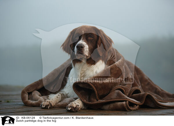 Drentsche Patrijshund im Nebel / Dutch partridge dog in the fog / KB-06128