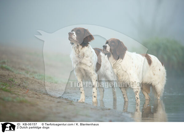 2 Dutch partridge dogs / KB-06157