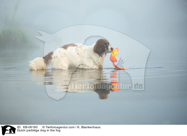 Dutch partridge dog in the fog / KB-06160
