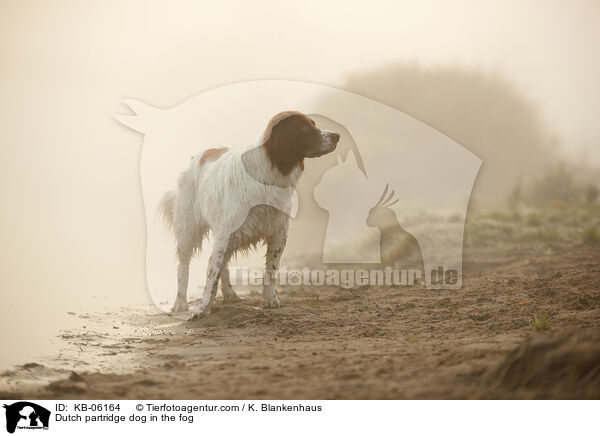 Drentsche Patrijshund im Nebel / Dutch partridge dog in the fog / KB-06164