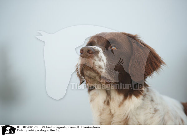 Drentsche Patrijshund im Nebel / Dutch partridge dog in the fog / KB-06173