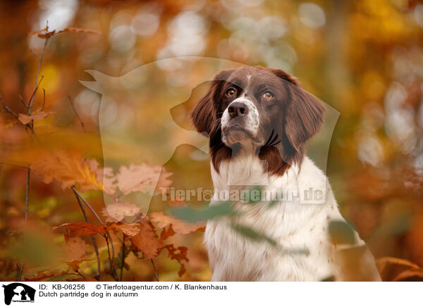 Dutch partridge dog in autumn / KB-06256
