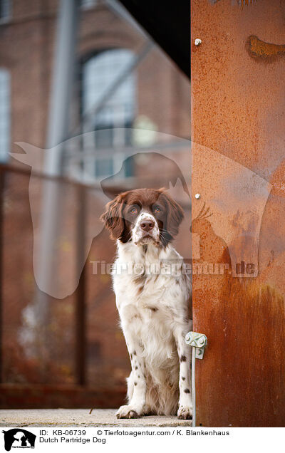 Dutch Partridge Dog / KB-06739