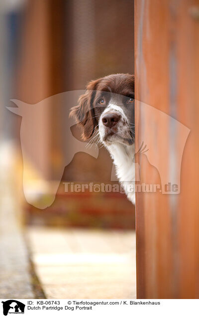 Drentsche Patrijshund Portrait / Dutch Partridge Dog Portrait / KB-06743