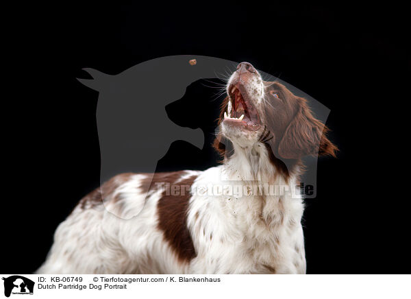Dutch Partridge Dog Portrait / KB-06749