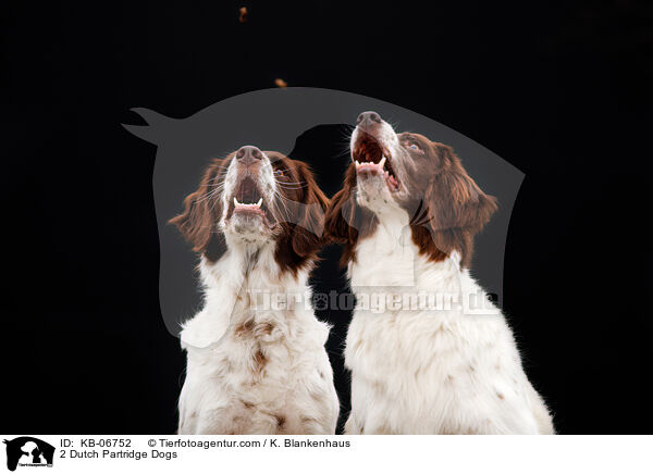 2 Drentsche Patrijshunde / 2 Dutch Partridge Dogs / KB-06752
