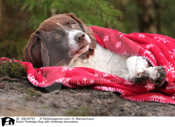 Drentsche Patrijshund mit Weihnachtsdeko / Dutch Partridge Dog with christmas decoration / KB-06767