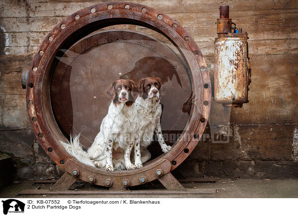 2 Drentsche Patrijshunde / 2 Dutch Partridge Dogs / KB-07552