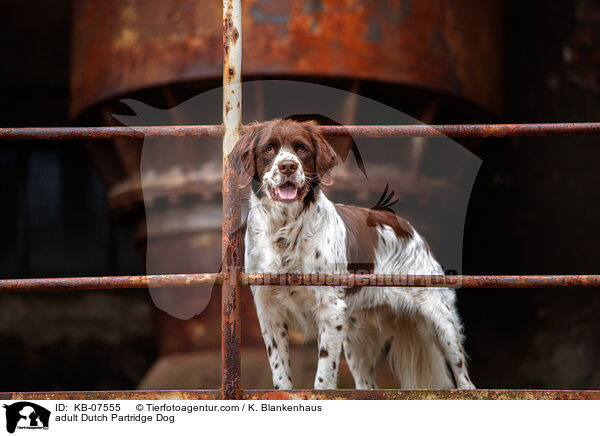 ausgewachsener Drentsche Patrijshund / adult Dutch Partridge Dog / KB-07555