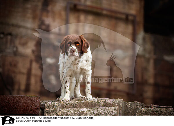 adult Dutch Partridge Dog / KB-07556