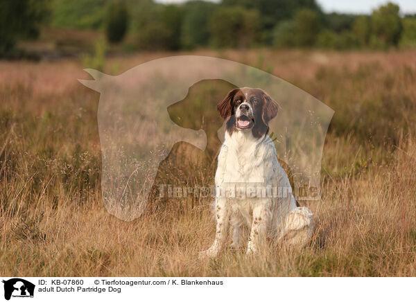 ausgewachsener Drentsche Patrijshund / adult Dutch Partridge Dog / KB-07860