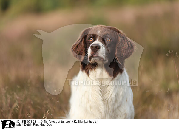 ausgewachsener Drentsche Patrijshund / adult Dutch Partridge Dog / KB-07863