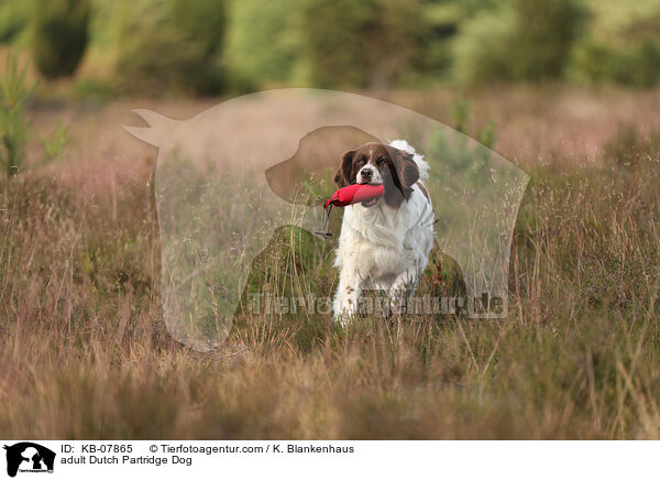 adult Dutch Partridge Dog / KB-07865