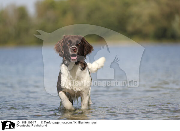 Drentsche Patrijshund / Drentsche Patrijshund / KB-10917